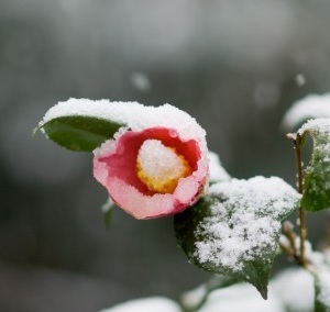 雪と椿.jpg